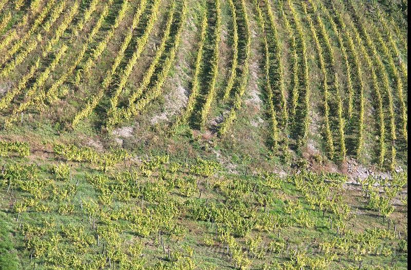 Vineyards from Chateau-Chalon IMGP2875.jpg